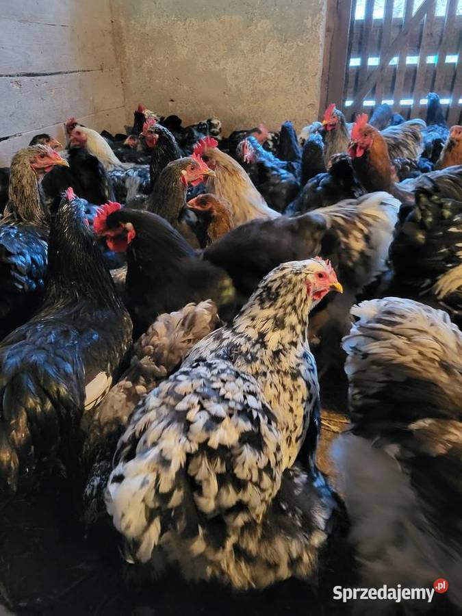 Kury Kochin Olbrzymi podkarpackie Kramarzówka