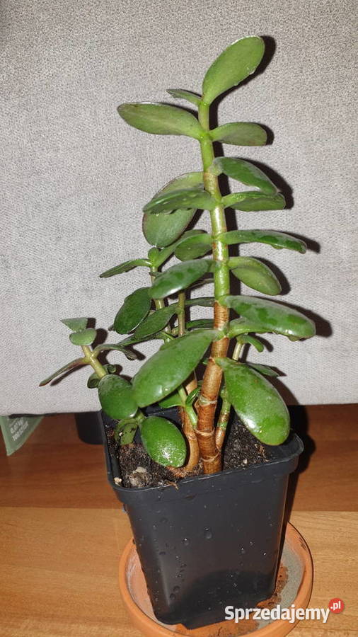 Grubosz crassula ładne drzewko szczęścia Warszawa sprzedam