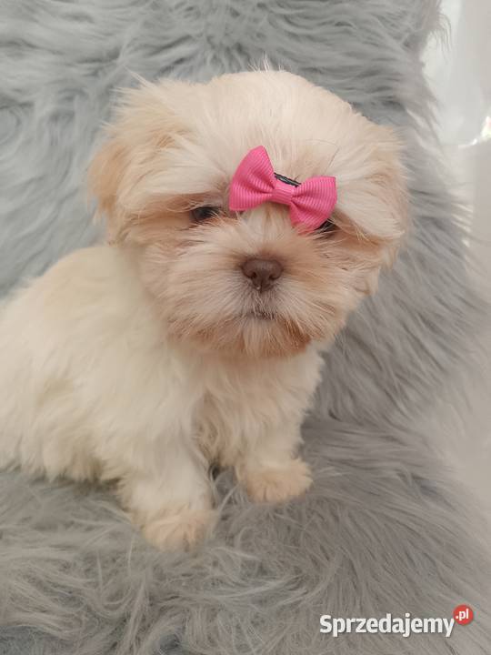 Unikatowa suczka rasy ShihTzu Namysłów sprzedam