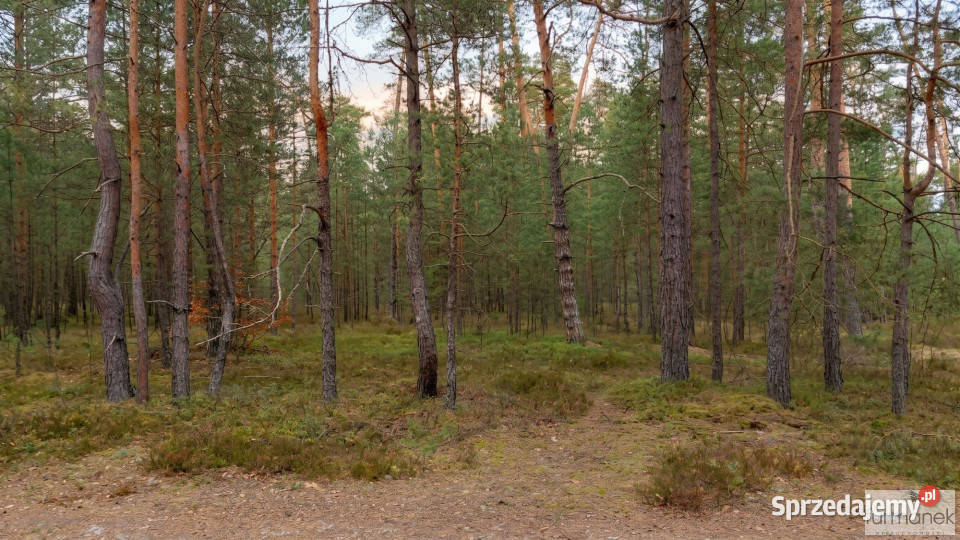 Działka 8929 metrów Majdan Kasztelański sprzedam