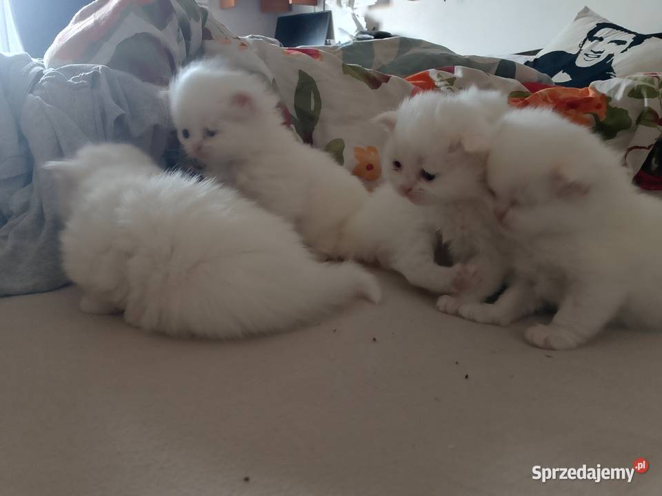 Korki perskie białe sreberka Inowrocław