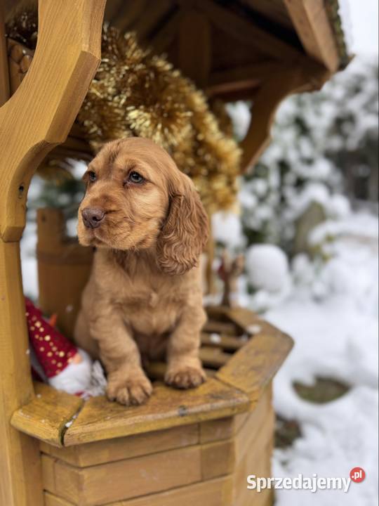 Jedyny taki Piękny piesek Cocker Spaniel