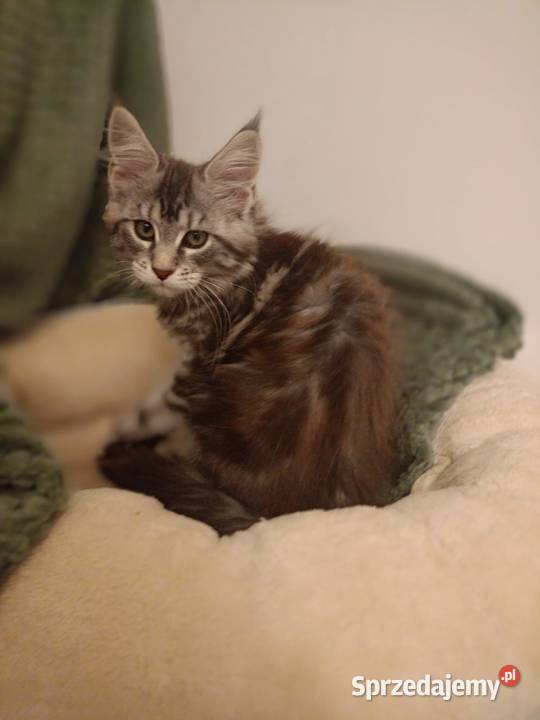 Kotka Maine Coon rodowód FPL Maine Coon lubuskie