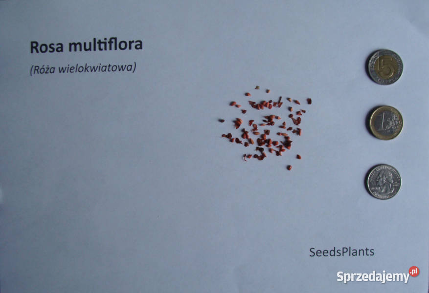RÓŻA WIELOKWIATOWA Rosa multiflora NASIONA 2000 Lubanie