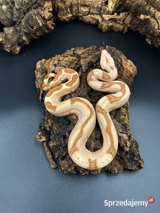 Boa imperator Boa cesraski III Sosnowiec