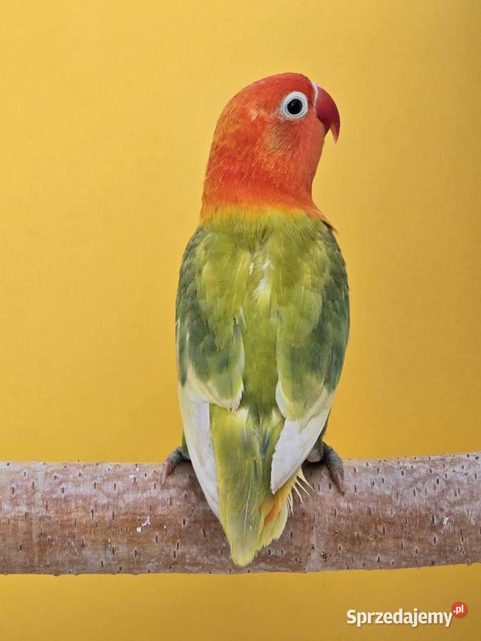 Nierozłączki fischer młode do oswojenia I małopolskie Kraków