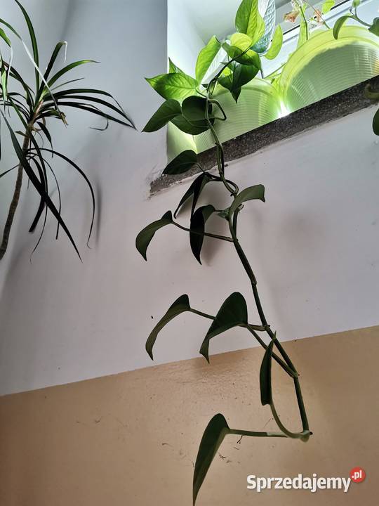 Epipremnum aureum w doniczce Lublin