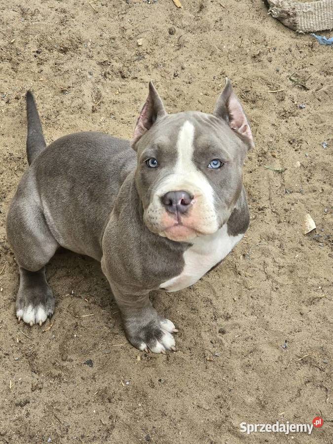 American bully Opalenica