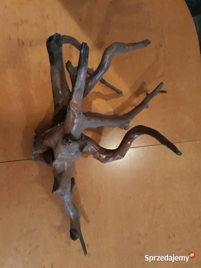 Korzenie terrarium Katowice sprzedam