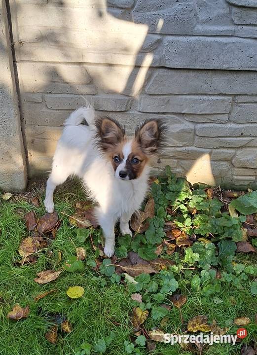 Suczka Papillon FCI ZKwP Pozostałe Łomianki