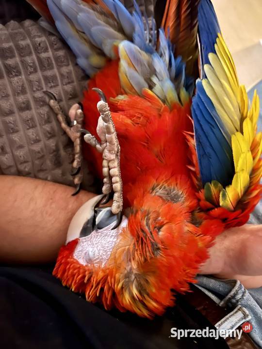 Papuga Ara Macao samiec ręcznie karmiona Brodnica