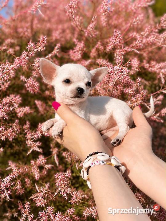 Chihuahua szczenięta FCI łódzkie Bełchatów