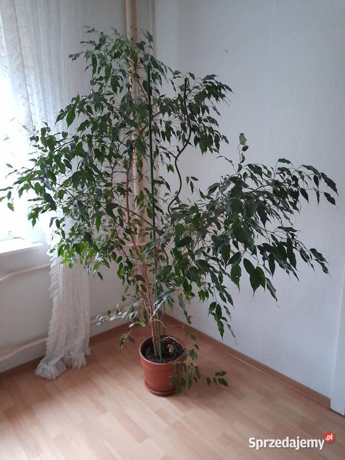 Kwiat doniczkowy domowy Fikus Beniaminek Łąki Kozielskie sprzedam