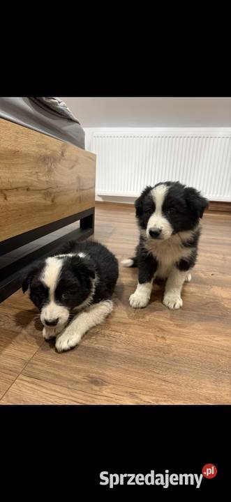 Szczeniaki border collie Pozostałe Niedźwiedź