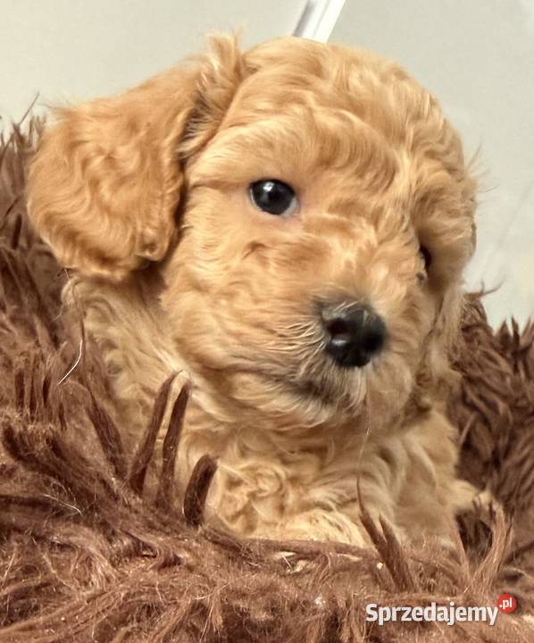 Maltipoo F1B Poznań wielkopolskie sprzedam