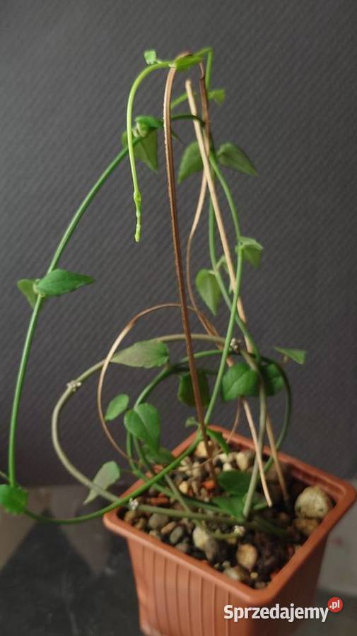 Ceropegia ciekawa odmiana roślina z kolekcji Warszawa