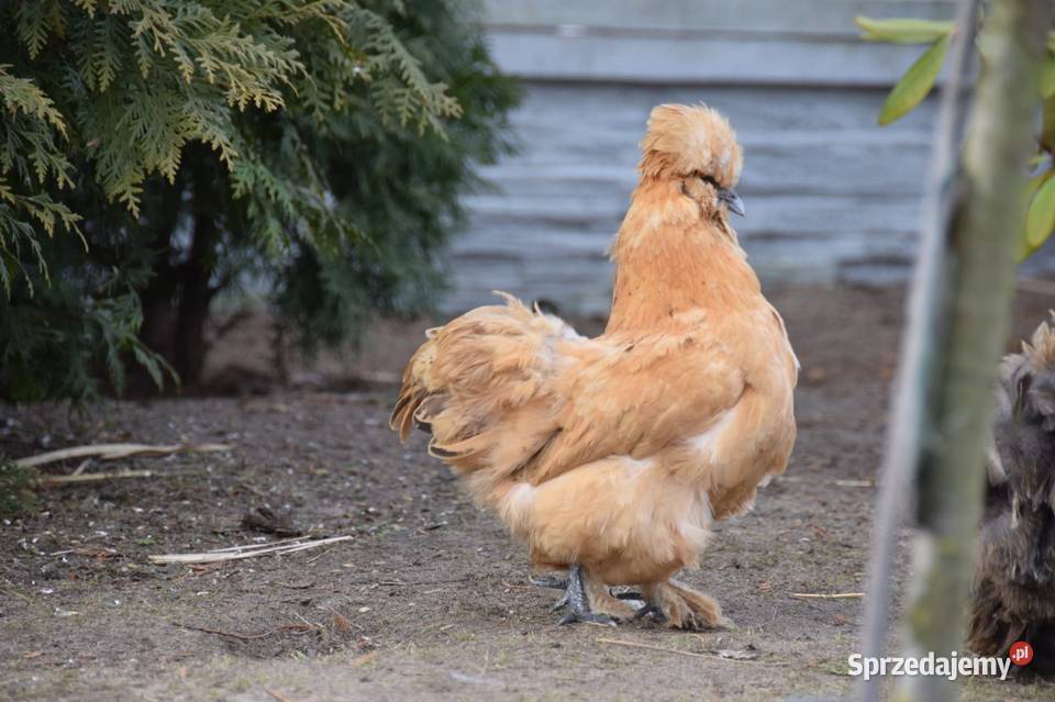 Jajka lęgowe silki usa Łochów