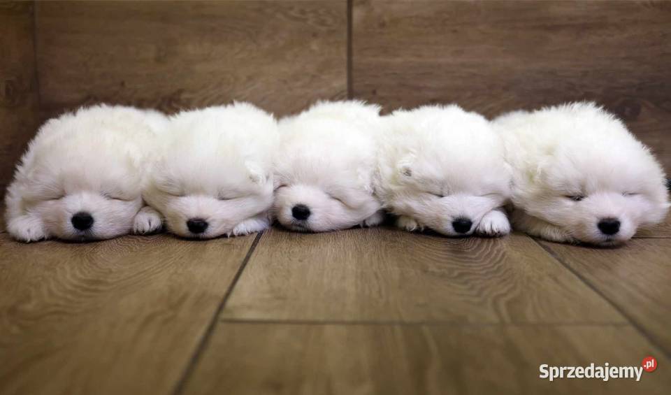Samoyed szczenięta ZKwP