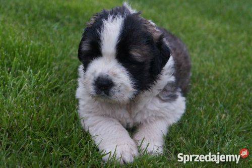 Bernardynyszczenięta