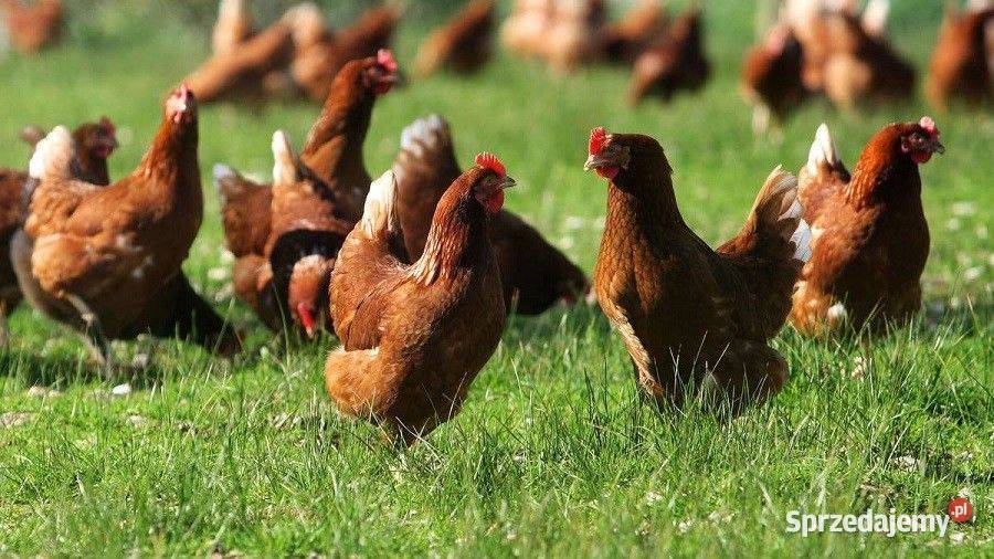 Ferma sprzeda kury nioski Grabów nad Prosną