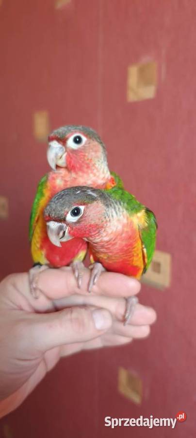 Papugi rudosterki ręcznie karmione Tychy