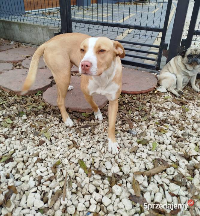 American pitbull terrier Red nose Nieprowice