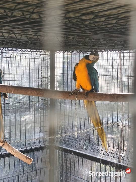 Ary ararauny para 2023 r śląskie Dąbrowa Górnicza