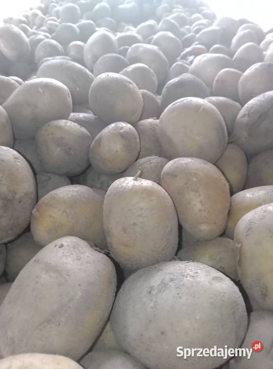Ziemniak Bio Organic Certyfikowany