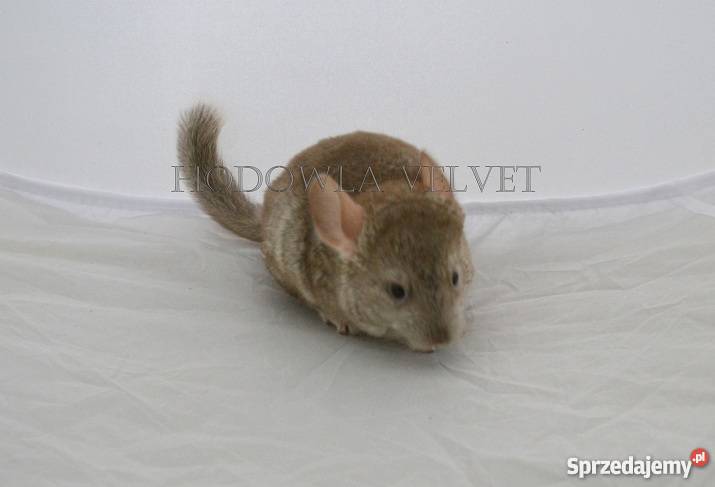 Szynszyl Szynszyla samica beżowa beż Perzyce