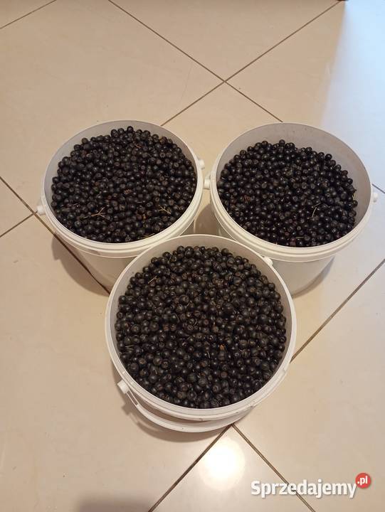 Aronia owoc 5 Kraków