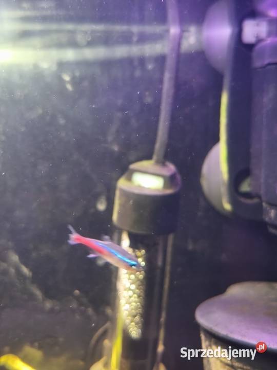 Akwarium zestaw 72l Wałbrzych