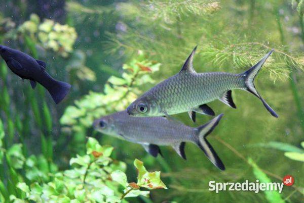 Brzanka rekinia Belantiocheilos melanopterus pomorskie Gdańsk