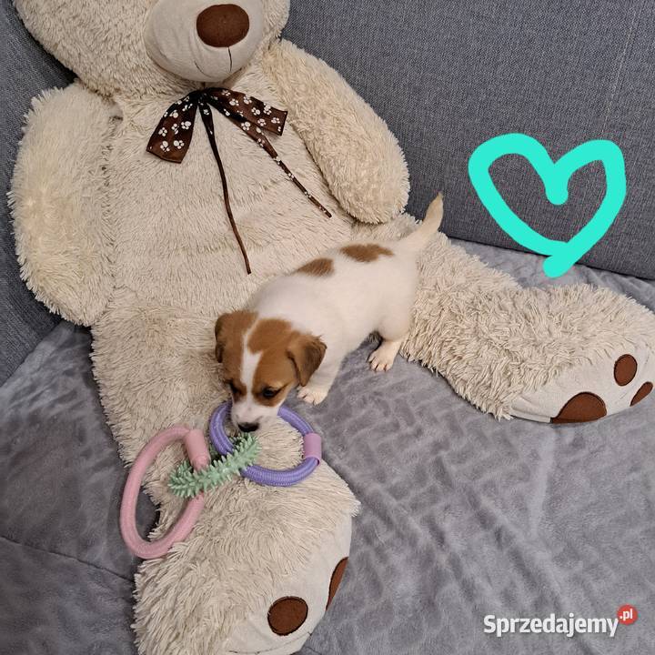 szczeniaczek gładkowłosy pomorskie