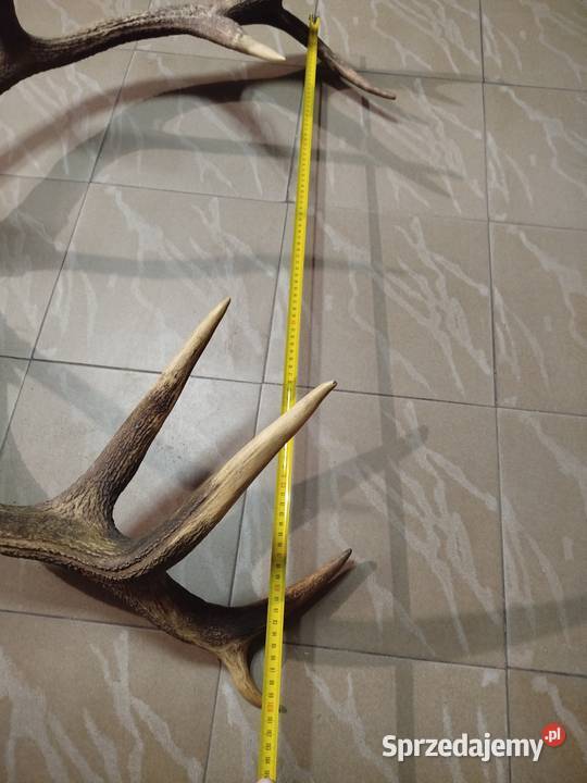 Poroże Wieniec Jelenia Augustów sprzedam