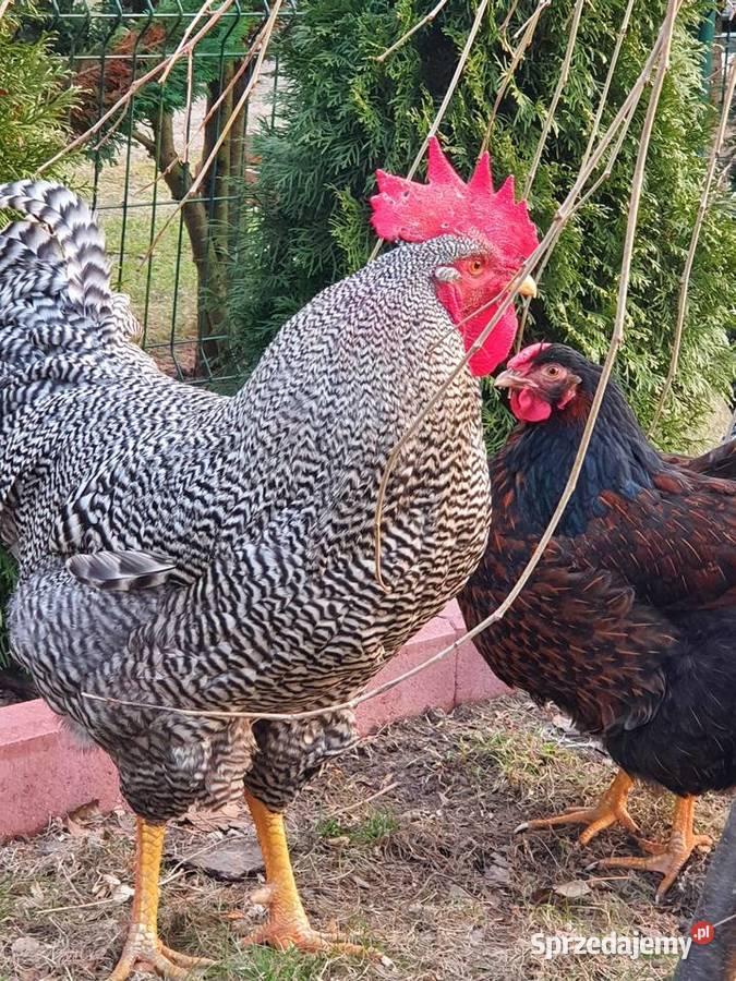 Kogut Amrock Szczytno