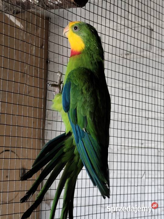 Sprzedam Barabandy Ptaki Rawicz