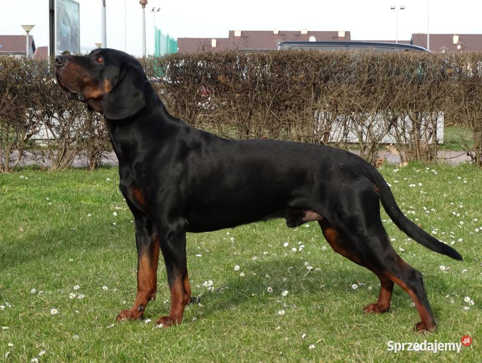 Szczenięta gończy polski zkwp FCI małopolskie Tymbark sprzedam