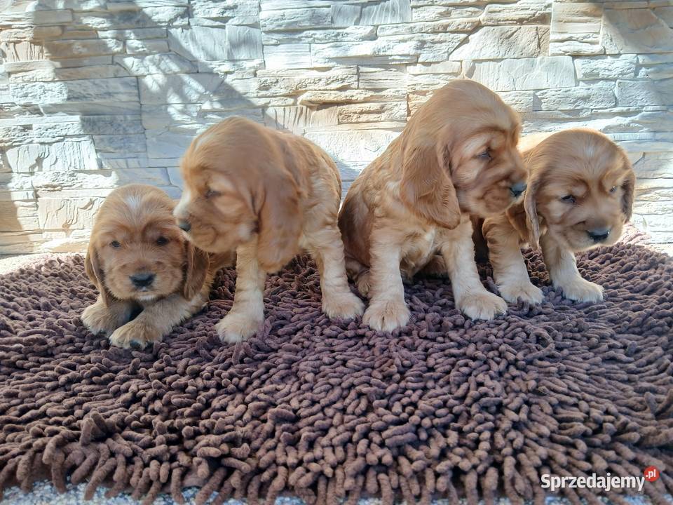 Śliczne Szczenięta Cocker Spaniel Angielski Zwierzęta łódzkie Sieradz sprzedam
