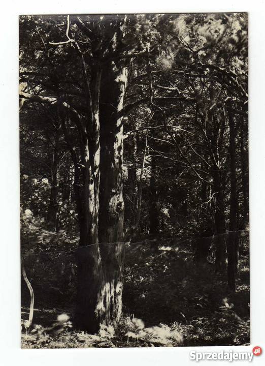 BORY TUCHOLSKIE POCZTÓWKA CZARNO BIAŁA świętokrzyskie Krynki