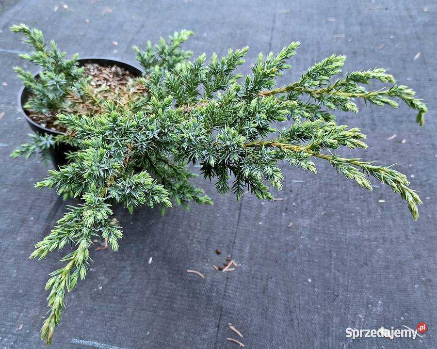 Jałowiec nadbrzeżny Blue Pacific w pojemnikach wielkopolskie Tuczępy