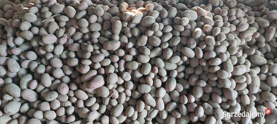 Ziemniaki rolnika Kielce