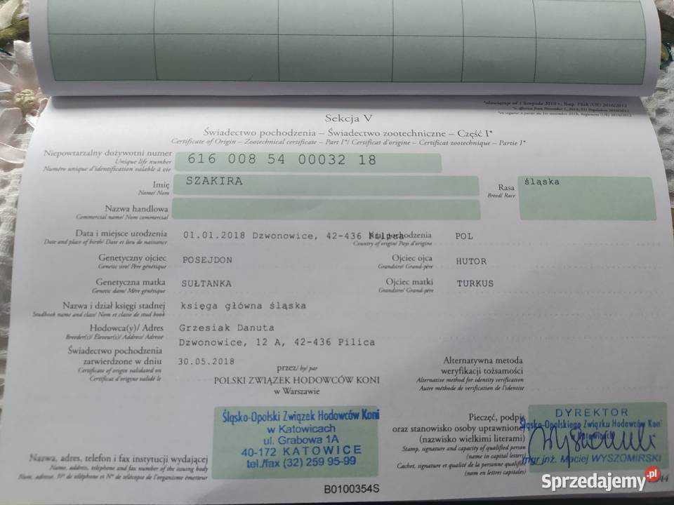 Klacz śląska źrebna Dzwonowice