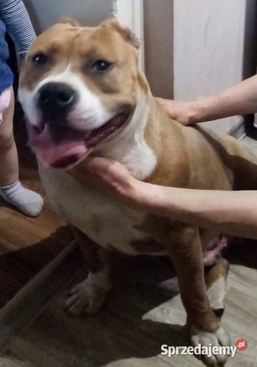 Sprzedam suczkę amstaffa Kleszczyn