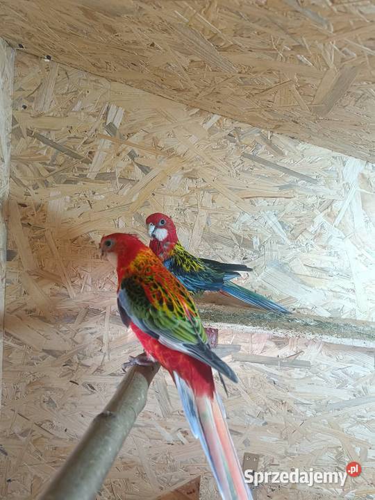 Para rozelli białolice Chyżne sprzedam