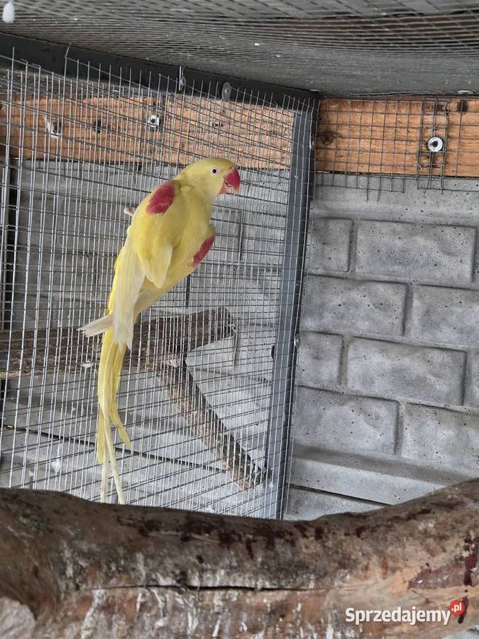 Aleksandretta wielka lutino Odolanów