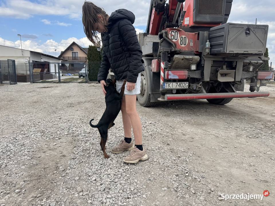 Pinczer potężny 65 krycie mazowieckie Radom