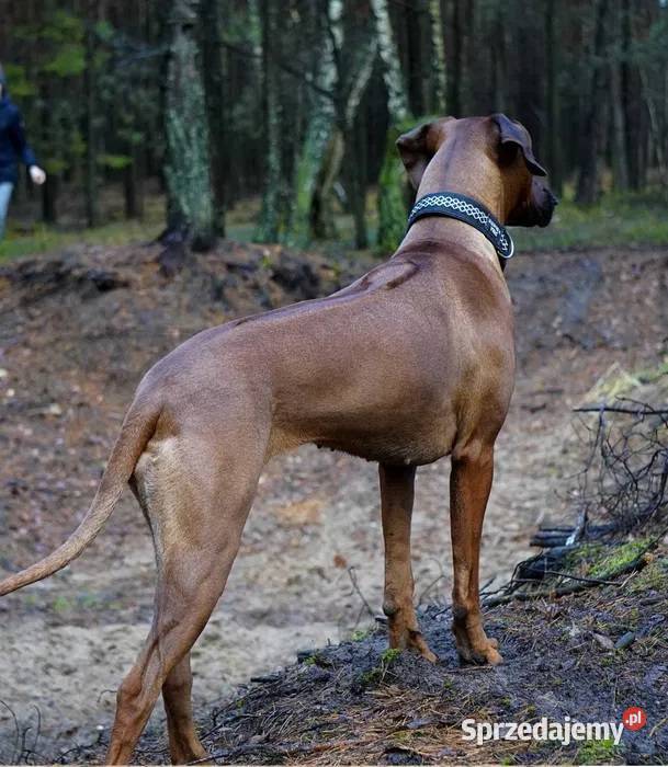 Rhodesian Ridgeback szczenię wystawowe suczka Dłutów