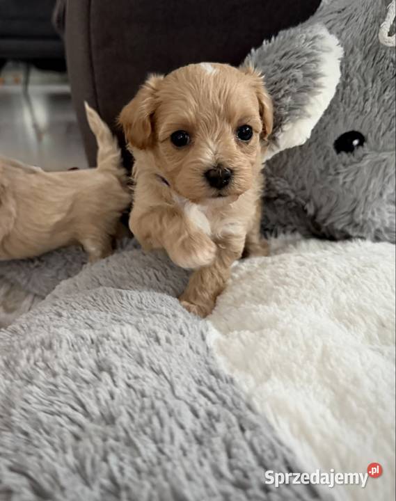 Maltipoo maleńka dziewczynka Maltańczyk Wadowice
