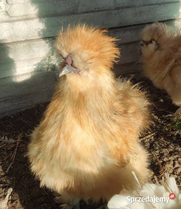 Jaja lęgowe Silek USA Łochów