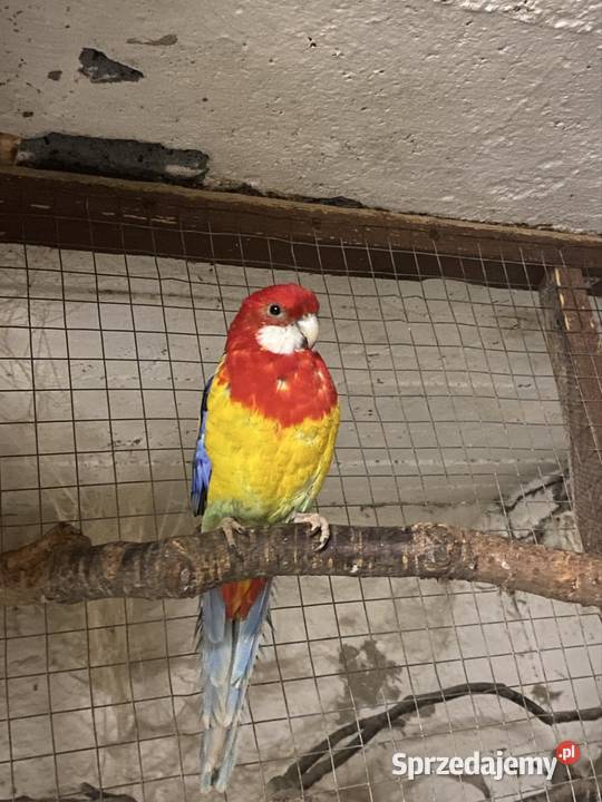 Rozelle białolice Zwierzęta Kruszewo